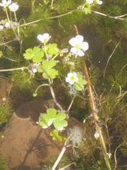 Ranunculus saniculifolius