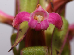 Satyrium neglectum neglectum