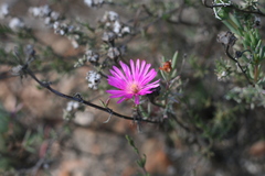 Lampranthus zeyheri
