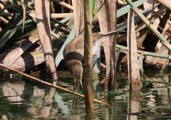 Acrocephalus gracilirostris gracilirostris