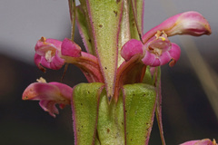 Satyrium neglectum neglectum