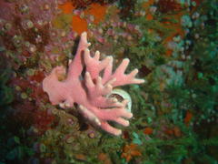 Stylaster nobilis