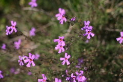 Jamesbrittenia foliolosa