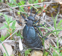 Meloe cicatricosus