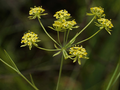 Bupleurum mundii