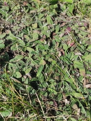 Pilosella officinarum