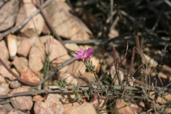 Lampranthus zeyheri