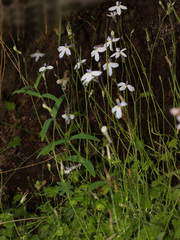 Lobelia pteropoda