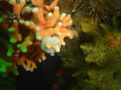 Stylaster nobilis