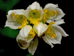 Schizochilus flexuosus