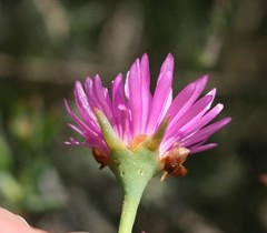 Lampranthus zeyheri