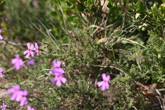 Jamesbrittenia foliolosa