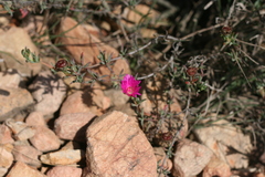 Lampranthus zeyheri