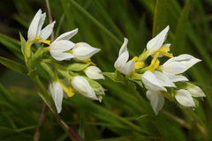 Schizochilus flexuosus