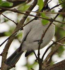 Dryoscopus cubla hamatus