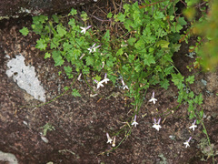 Lobelia pteropoda