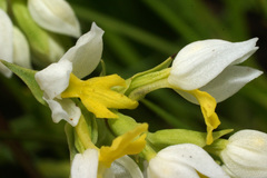 Schizochilus flexuosus