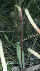 Caladenia actensis