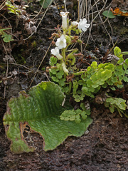 Streptocarpus pusillus