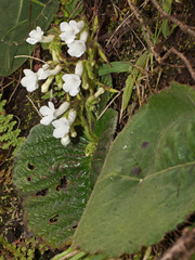 Streptocarpus pusillus