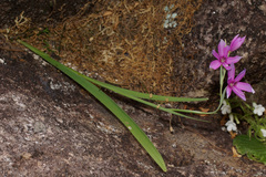 Hesperantha scopulosa