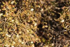 Macrostylis squarrosa