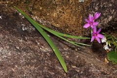 Hesperantha scopulosa