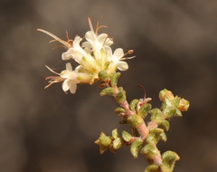 Macrostylis squarrosa