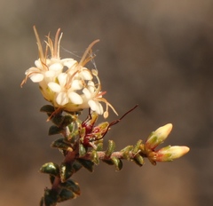 Macrostylis squarrosa