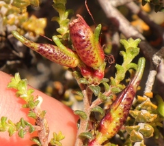 Macrostylis squarrosa