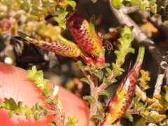 Macrostylis squarrosa