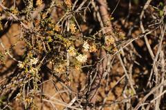 Macrostylis squarrosa