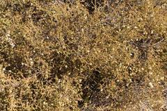 Macrostylis squarrosa