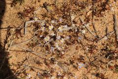 Felicia merxmuelleri