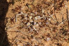 Felicia merxmuelleri