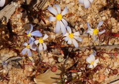 Felicia merxmuelleri