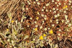 Polycarena batteniana