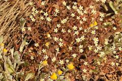 Polycarena batteniana