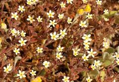 Polycarena batteniana