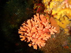 Stylaster nobilis