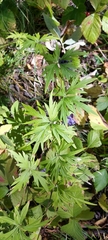 Aconitum volubile