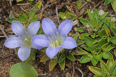 Craterocapsa tarsodes