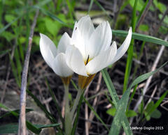 Crocus hyemalis