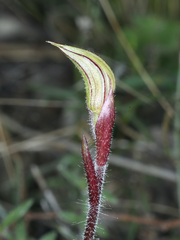 Caladenia actensis