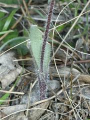 Caladenia actensis