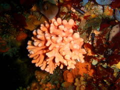Stylaster nobilis