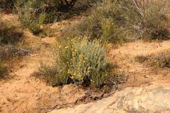 Helichrysum hebelepis