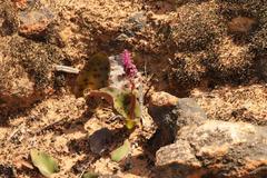 Lachenalia membranacea