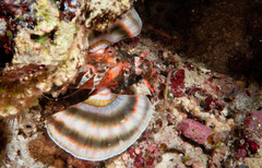 Dendrochirus biocellatus