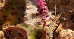 Lachenalia membranacea